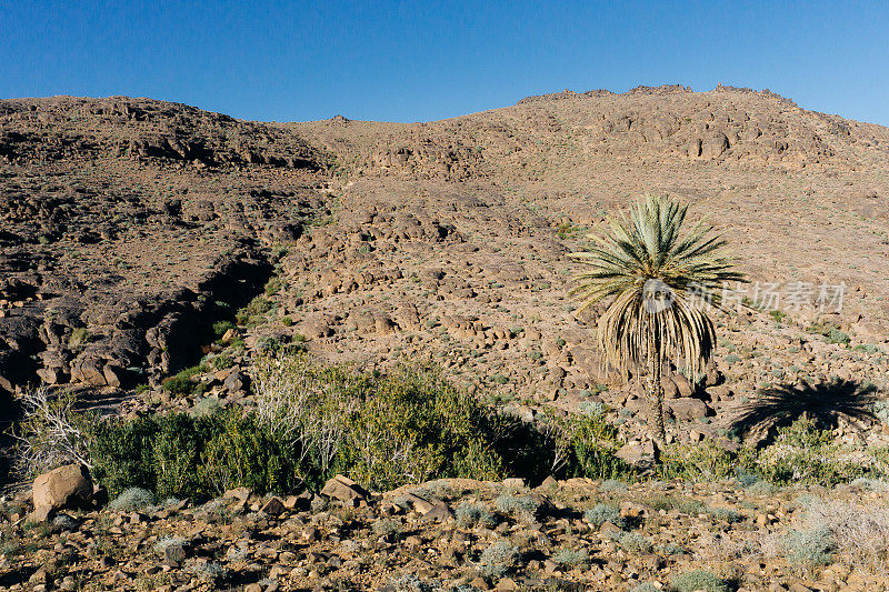 摩洛哥旅游业:在山区徒步旅行的人。阿特拉斯山脉，Jebel Sakhro (Djebel Sahro)，乌尔扎扎特，摩洛哥。沙漠中的绿洲